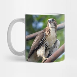 Red Tail Hawk Mug